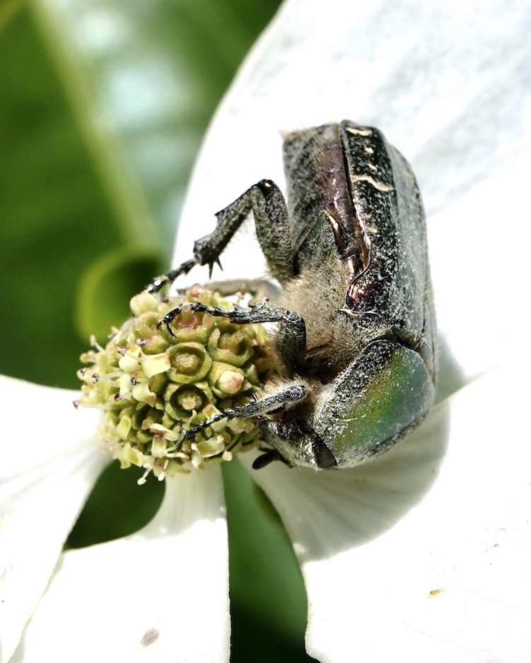 rose chafer